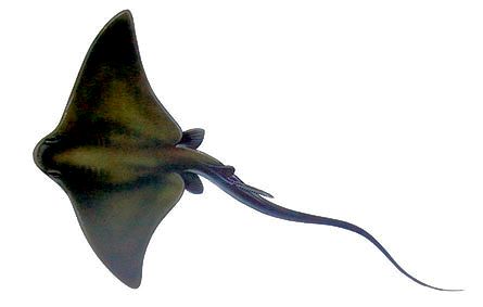 Myliobatis aquila_03.jpg
